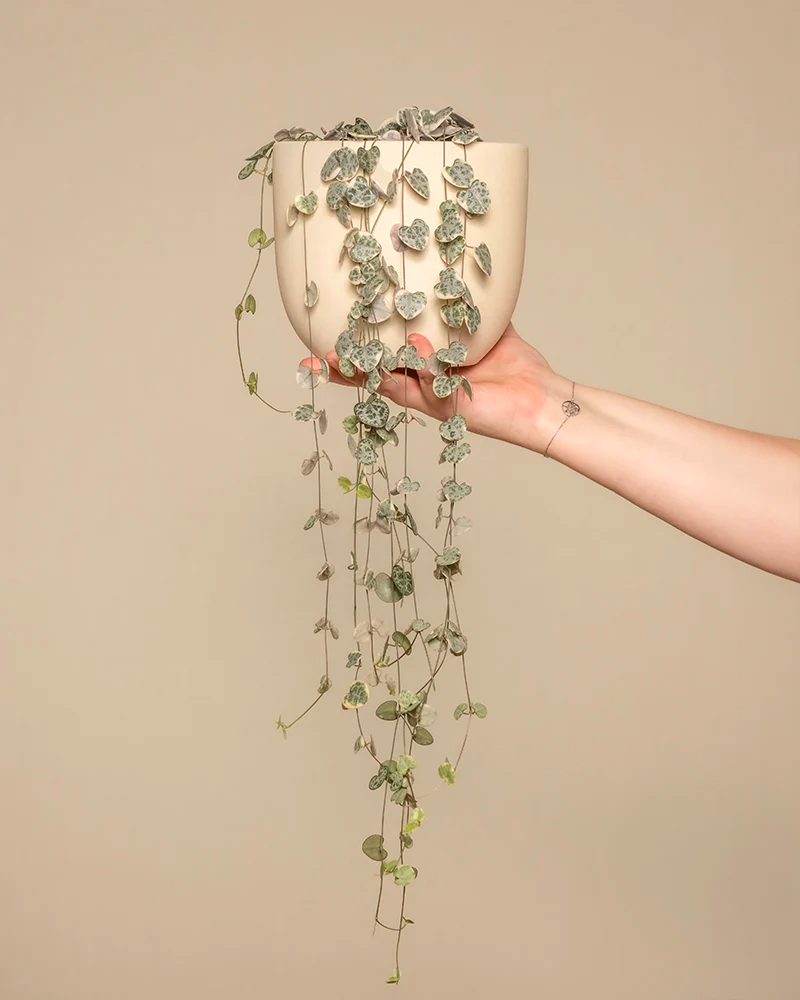Eine Leuchterpflanze in einem weissen Keramiktopf wird hochgehalten.