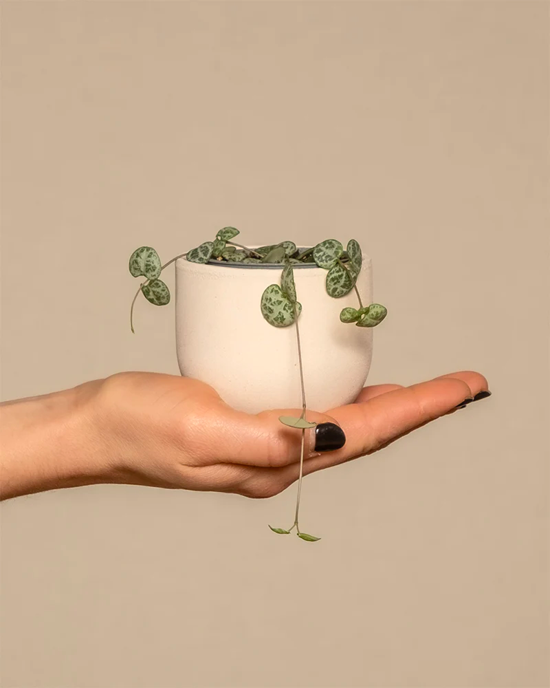 Babypflanze Leuchterpflanze in einem weissen Keramiktopf steht auf einer Hand.