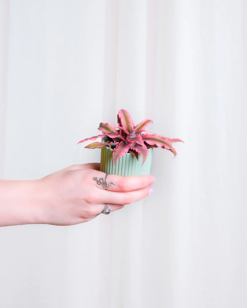 Hand, welche Cryptanthus bivittatus ‘Pink Star’ hält