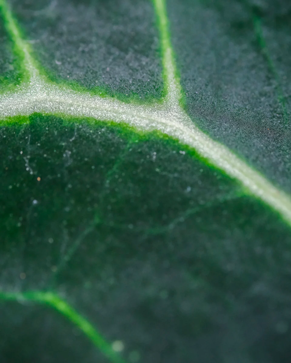 Nahaufnahme der silbrigen Blattader von einer Anthurium clarinervium.