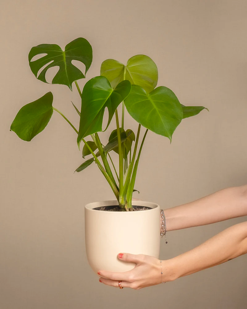 Eine Monstera deliciosa in einem weissen Keramiktopf wird hochgehalten.