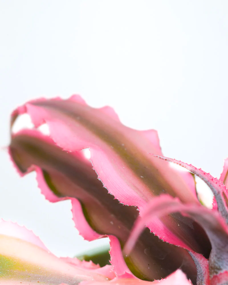 Detailaufnahme von Cryptanthus bivittatus ‘Pink Star’