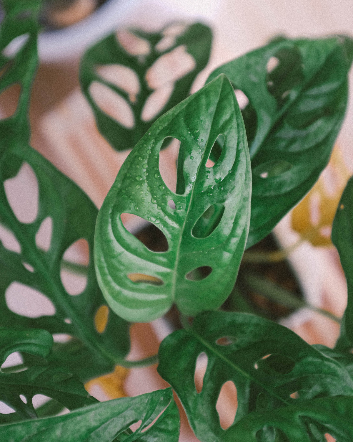 Monstera adansonii