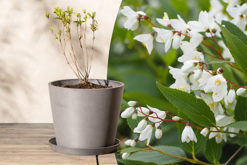 Titelbild mit junger Deutzia und daneben ein Bildausschnitt von ihren weißen Blüten