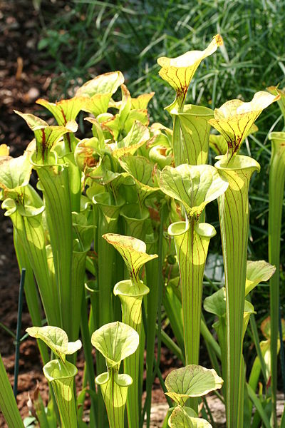 Sarracenia flava mit grünen Schläuchen mit Deckeln und roten Adern