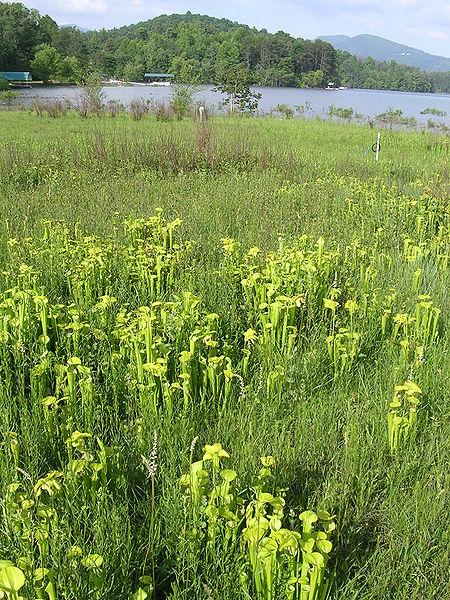 Moorgebiet mit einer Kolonie von grünen Schlauchpflanzen