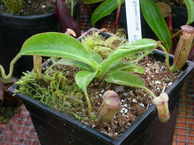 Nepenthes glandulifera mit grünen, spitz zulaufenden Blättern, die mit feinen Härchen besetzt sind
