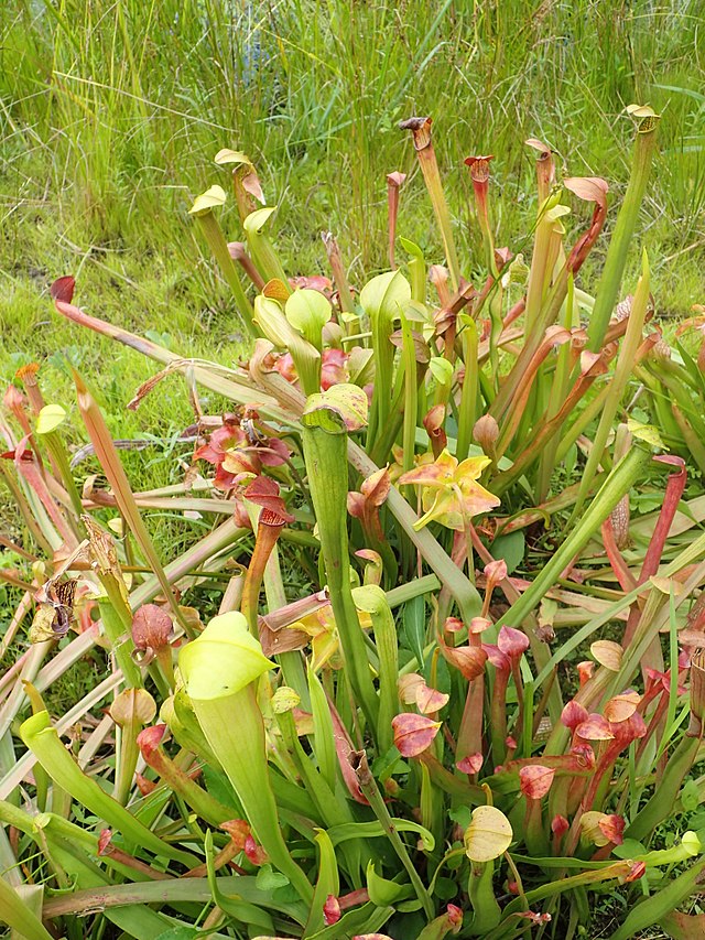 Sarracenia alata mit grün-gelb-roten, schmalen Schläuchen