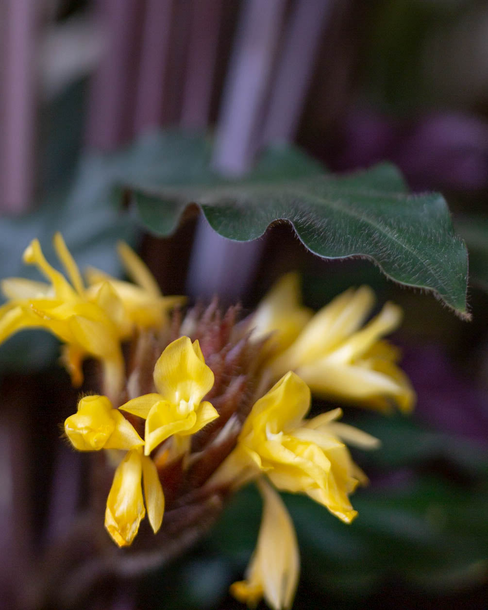 gelbe Blüte einer Calathea Rufibarba