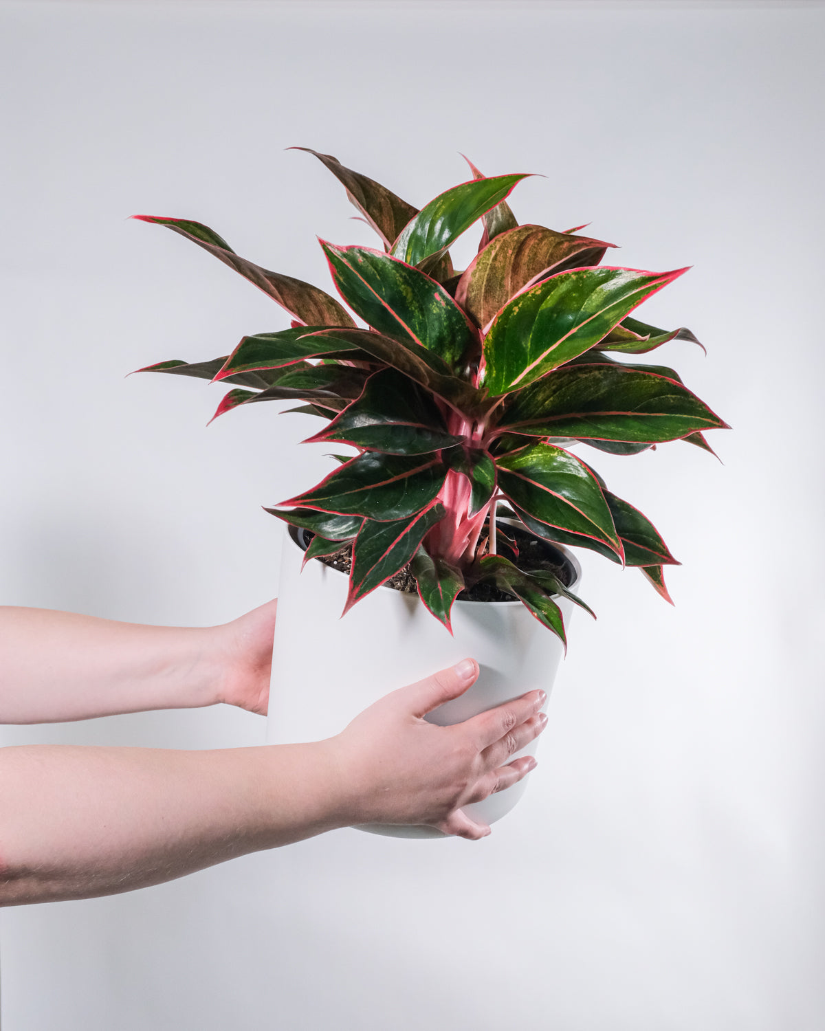 Grosse Aglaonema Jungle Red in weissem Topf