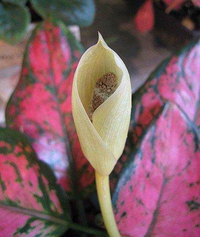 Unscheinbare, weissliche Blüte einer pink-grünen Aglaonema