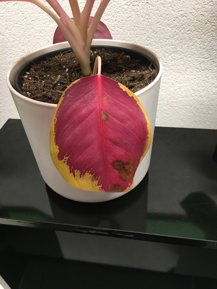 Braune Flecken auf dem untersten, ältesten Blatt einer Aglaonema