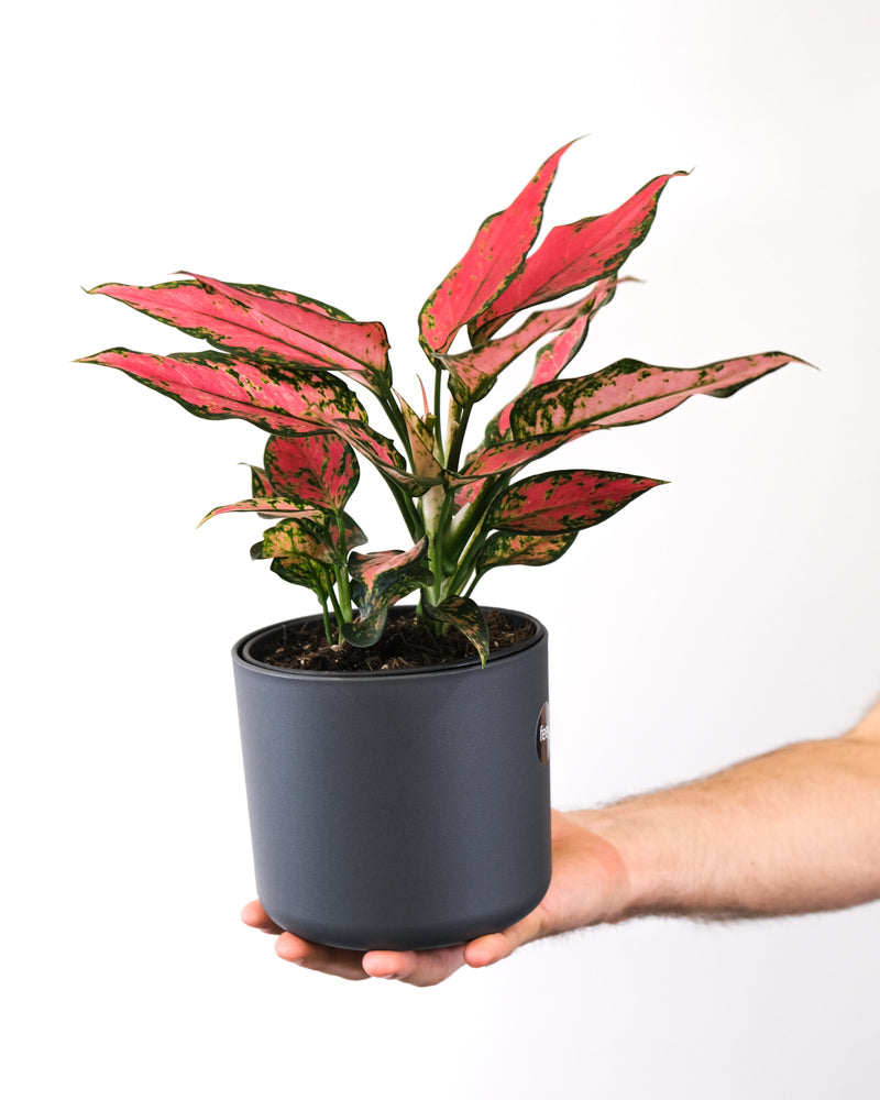 Aglaonema Cherry Baby in einem anthrazitfarbenen Topf auf einer Hand