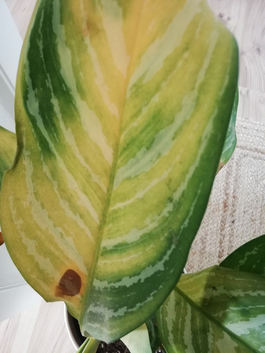 Gelbes Blatt einer Aglaonema