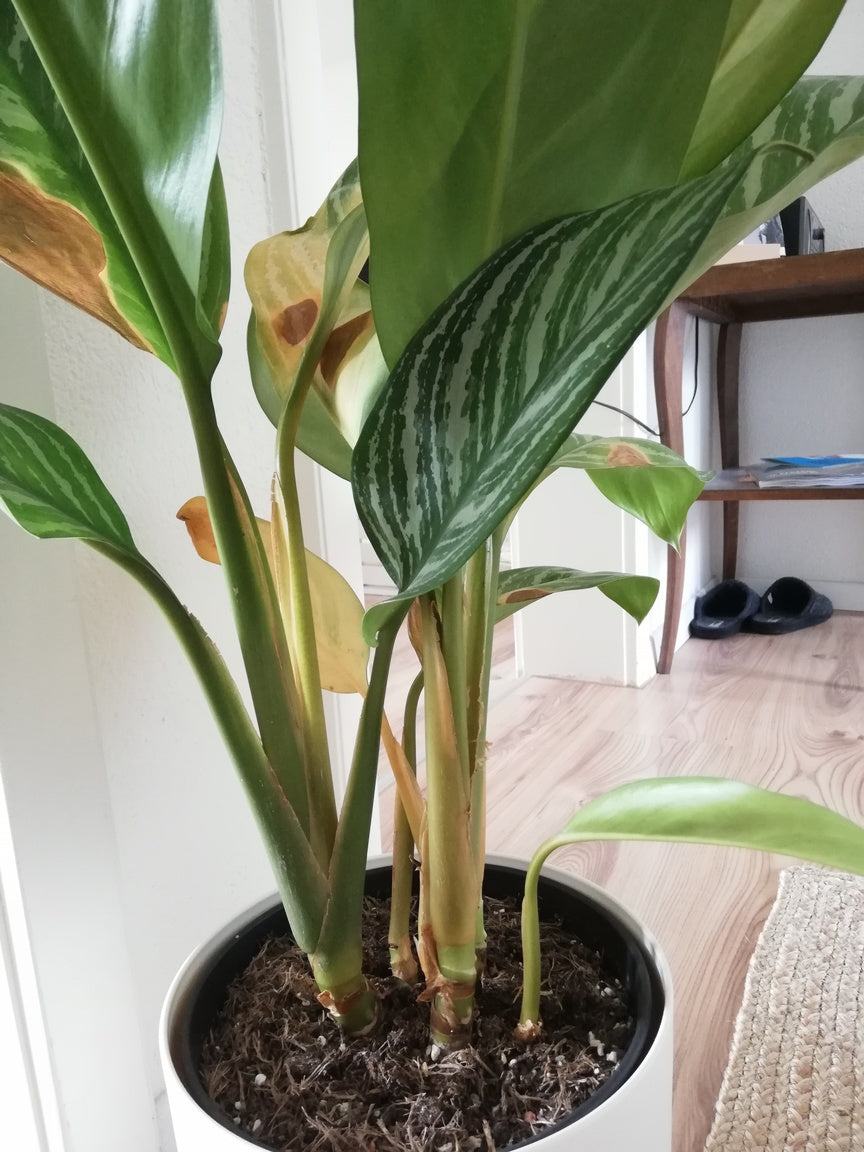 Mehrere gelbe Blätter an einer Aglaonema