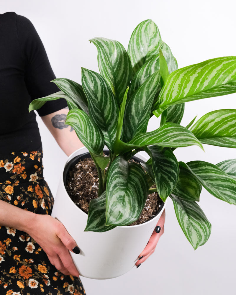 Aglaonema Stripes in weissem Topf