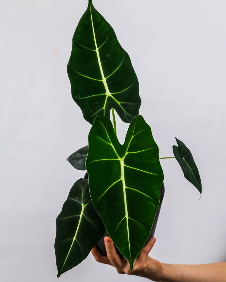 Alocasia Frydek