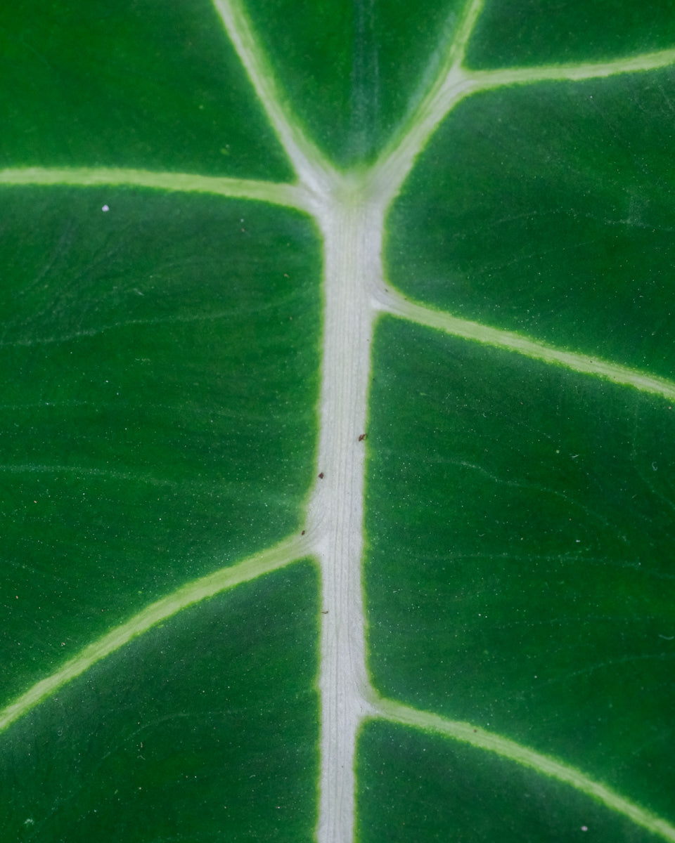 Tiefgrünes Blatt und helle Blattadern an der Alocasia Frydek