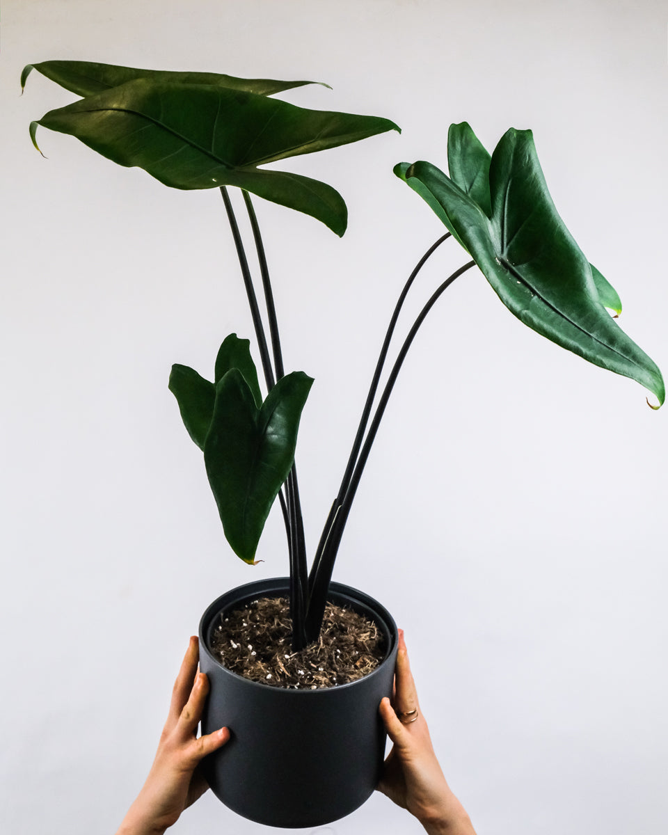 Alocasia zebrina 'Black Stem' in anthrazitfarbenem Topf in zwei Händen