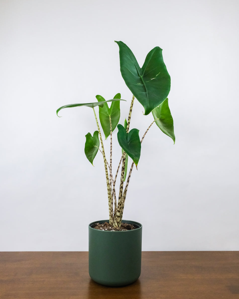 Alocasia zebrina