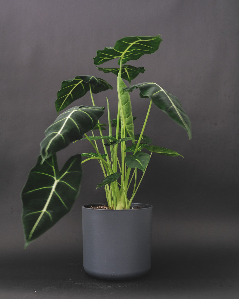 Grosse Alocasia Frydek in grauem Topf