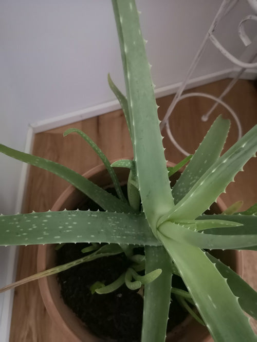 Aloe vera mit mehreren Ablegern oder Kindeln