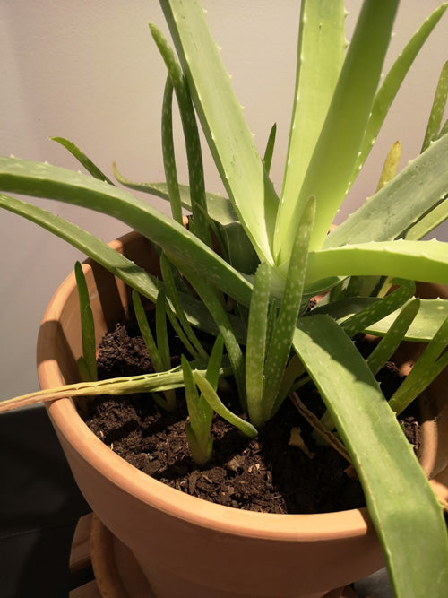 Aloe vera mit mehreren Ablegern oder Kindeln