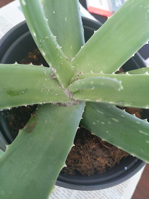 Wollläuse an einem Blatt der Aloe vera