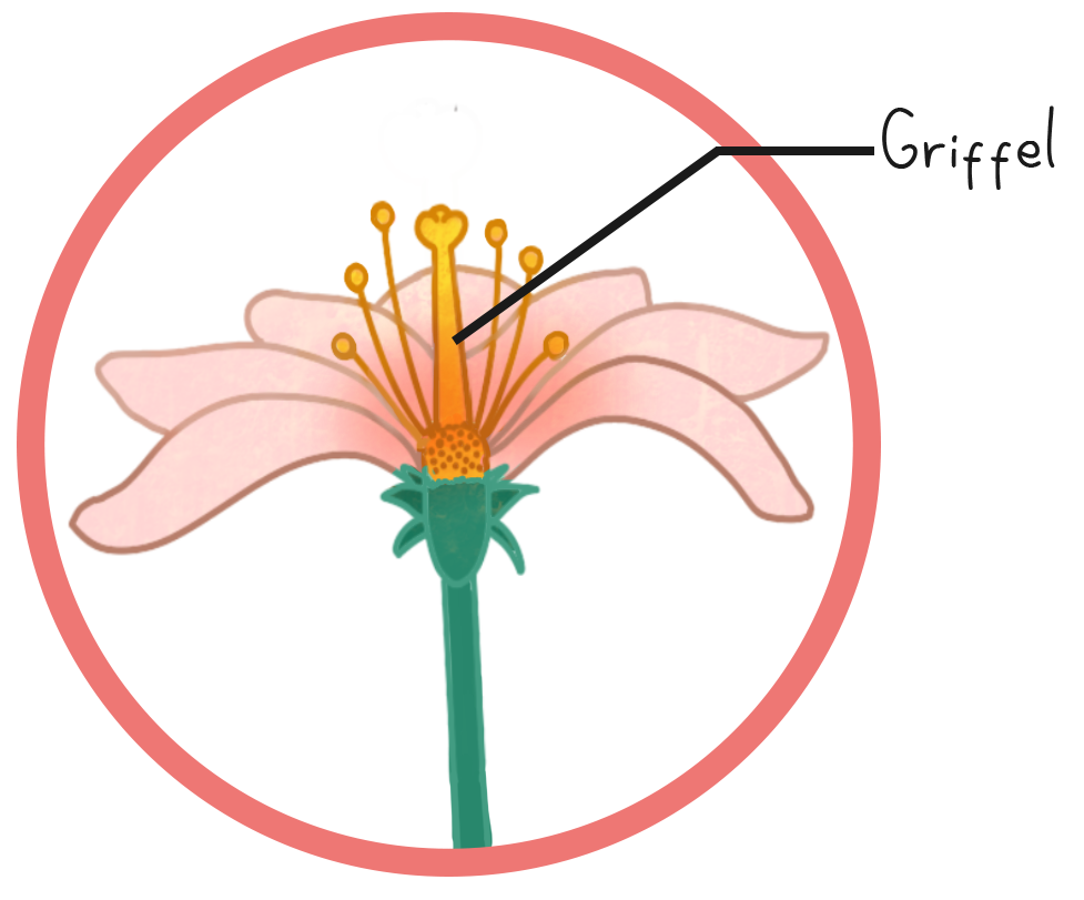 Illustration einer Blüte mit Griffel