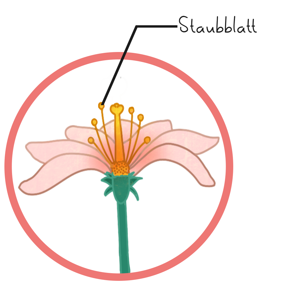 Illustration einer Blüte mit Staubblatt