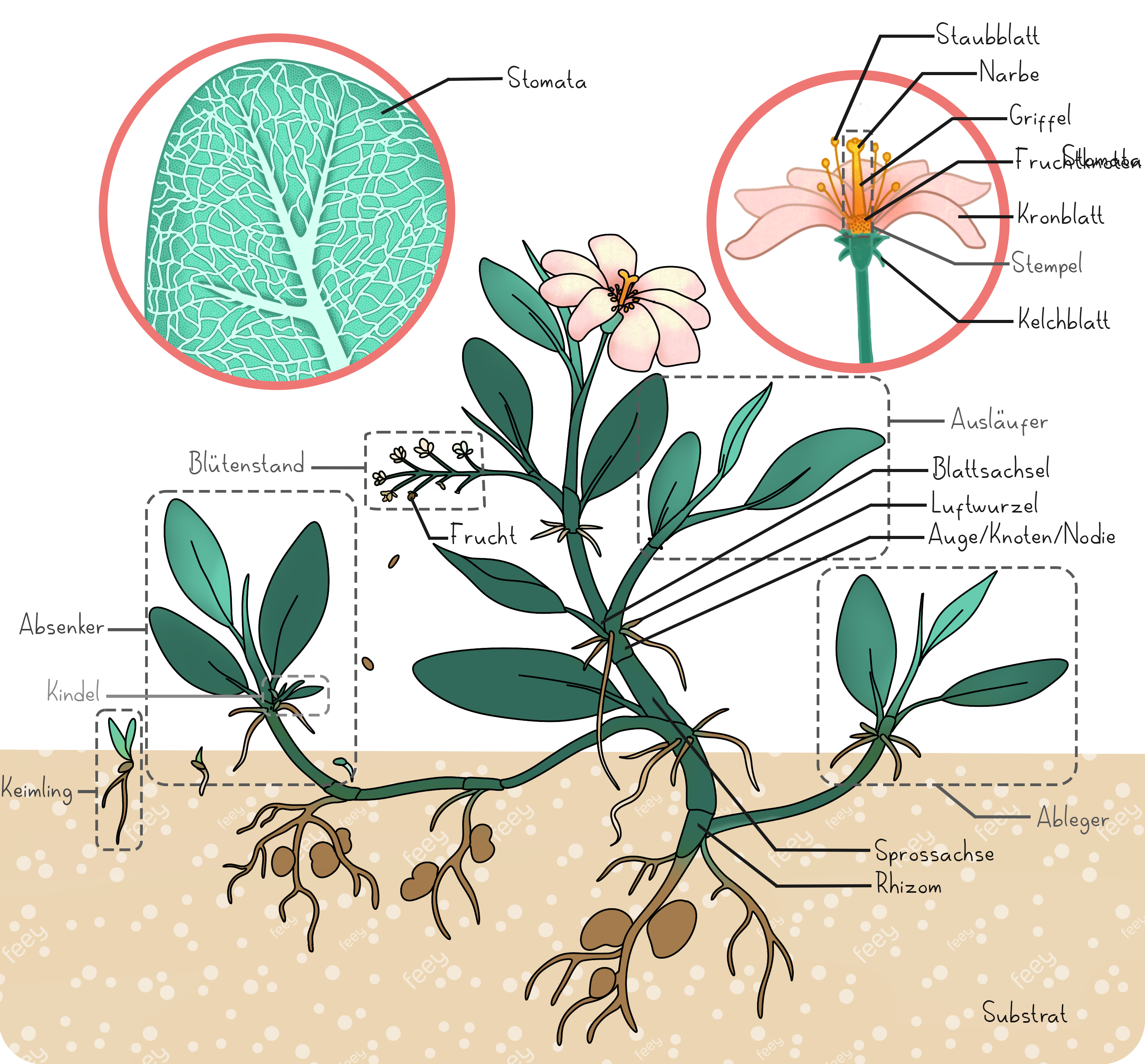 Illustration einer Pflanze mit Wurzelsystem, Trieben, Blättern und einer Blüte
