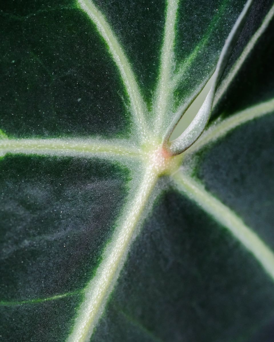 Nahaufnahme eines Blattes von einer Anthurium clarinervium