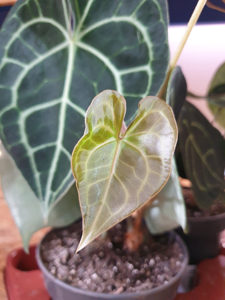 Zerknittert aussehendes, hellgrünes Blatt einer Anthurium clarinervium