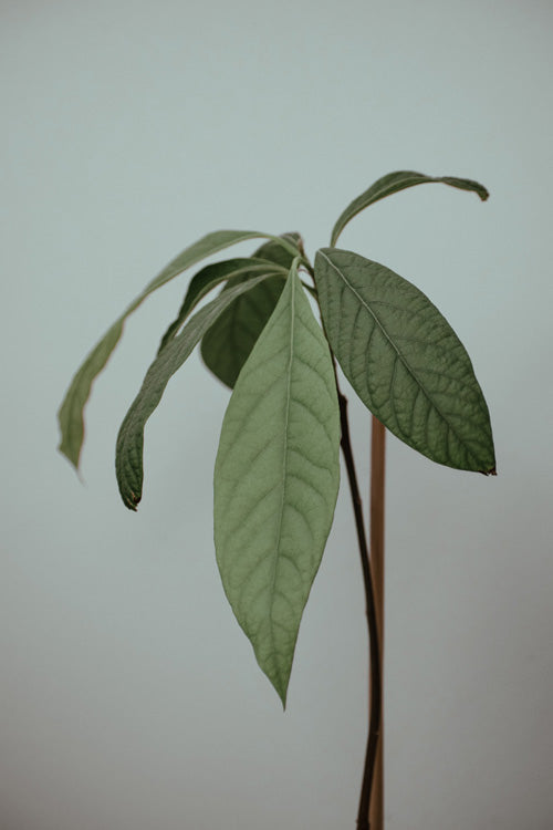 Avocado-Baum-Krone mit Stütze in grünlichem Licht fotographiert