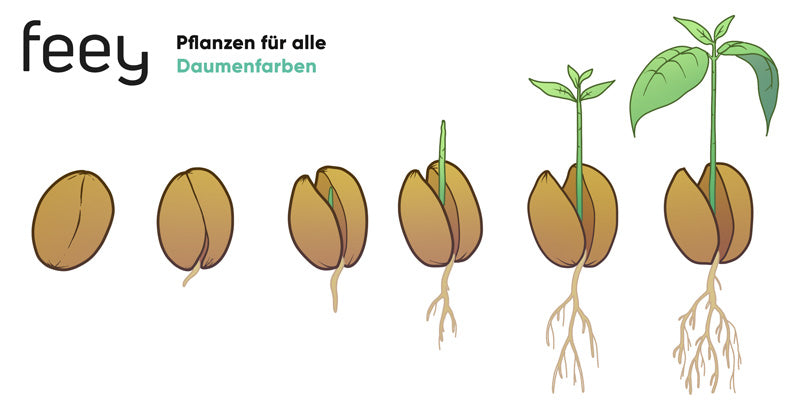 Illustration des Wachstums einer Avocado aus dem Kern: Erst bricht eine kleine Pfahlwurzel unten aus dem Samen, dann wächst auch nach und nach der Keimling und die Wurzel verzweigt sich