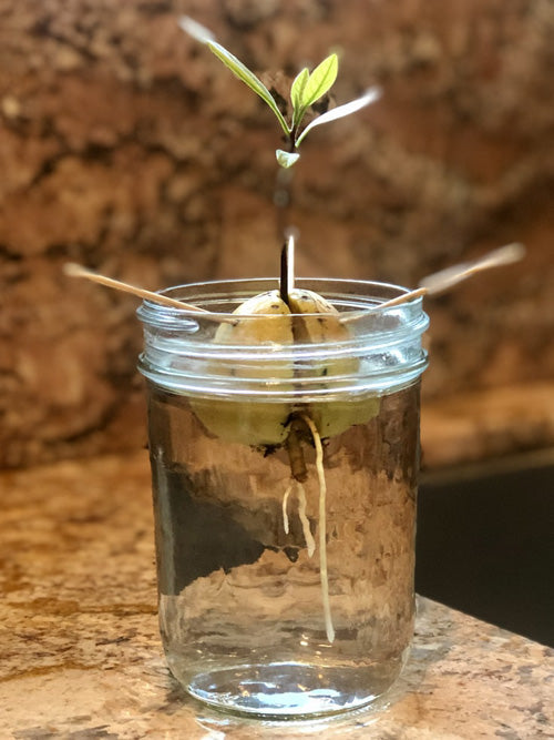 Avocado-Kern dank zwei Zahnstochern in einem Wasserglas balancierend, daraus eine Pfahlwurzel und ein kleiner Keimling