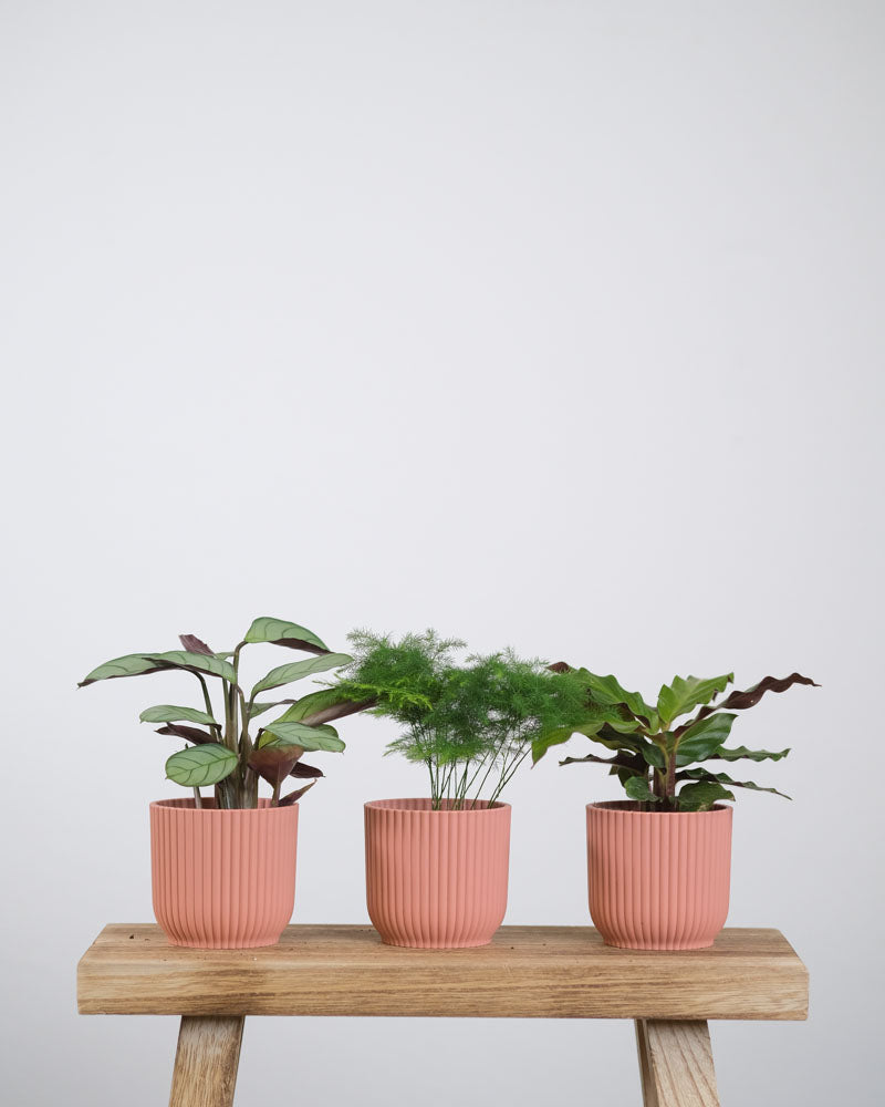 Babypflanzen-Trio fürs Badezimmer: Maranta ‘Amabilis Mint’, Zierspargel, Calathea rufibarba in pinken Töpfchen auf einem Holztischchen