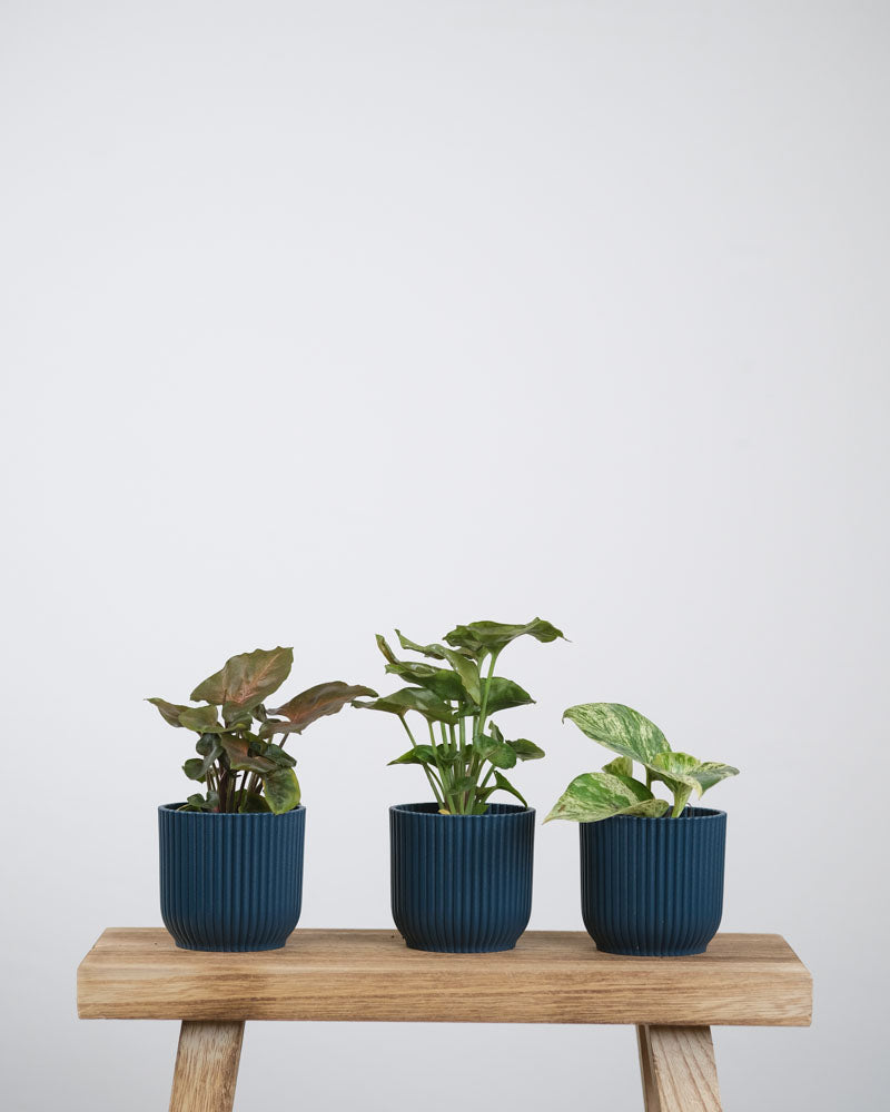 Hängepflanzen Baby-Trio: Purpurtute ‘Maria’, Purpurtute ‘Berry’, Efeutute ‘Marble Queen’ in blauen Töpfchen auf einem Holzbrett
