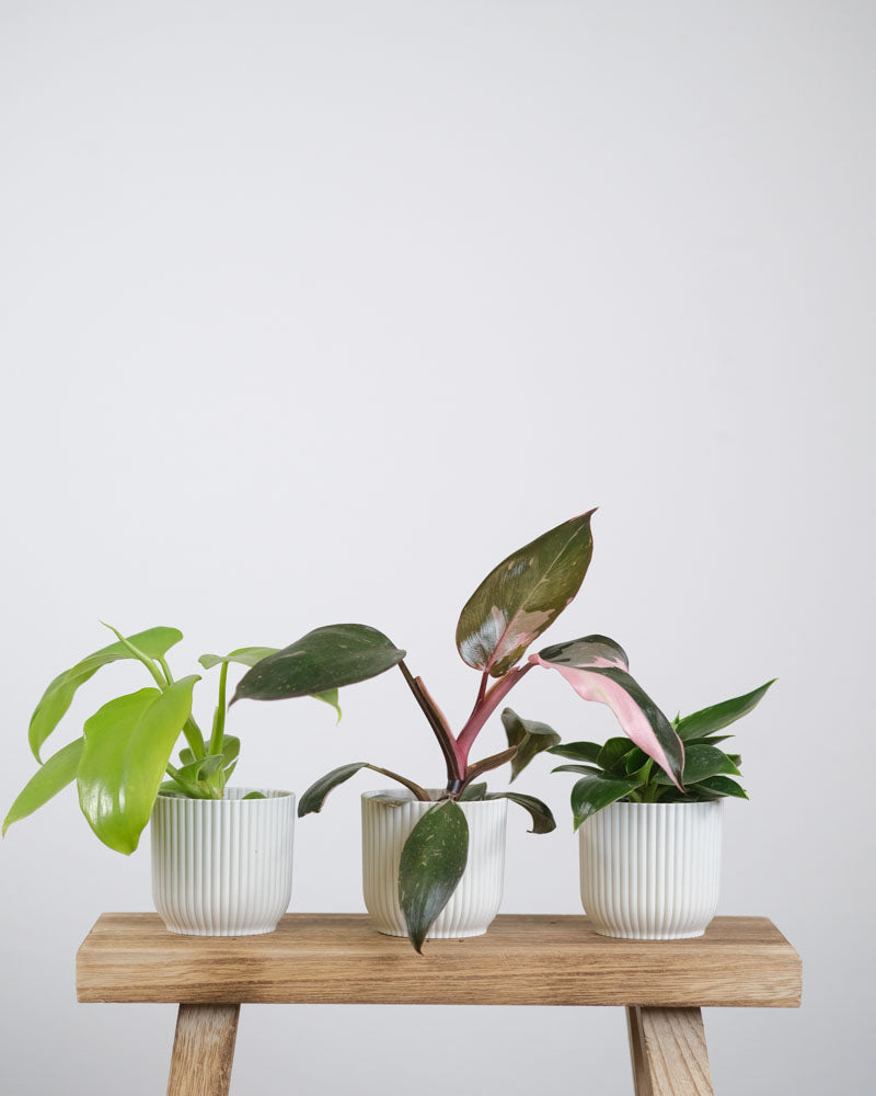 Raritäten Babypflanzen-Trio: Philodendron ‘Golden Violin’, Philodendron ‘Pink Princess’, Philodendron ‘White Measure’ in weissen Töpfchen auf einem Holztischchen