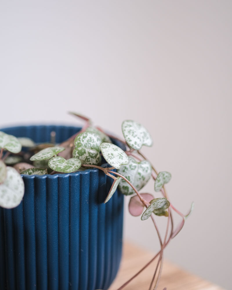 Babypflanzen: Leuchterpflanzen-Trio in blauem Töpfchen