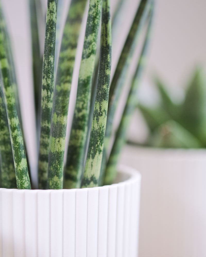 Detail einer Sansevieria 'Mikado' im weissen Töpfchen mit hellgrün-dunkelgrün gemusterten, dünnen Blättchen