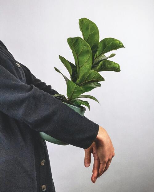 Ficus lyrata 'Bambino' in grünem Topf in den Armen eines Mannes
