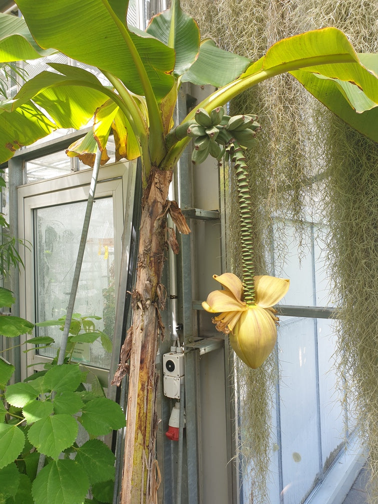 Bananenpflanze in Mannshöhe mit grosser Frucht