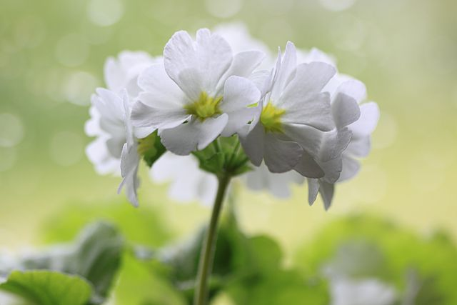 Becherprimel mit weissen Blüten