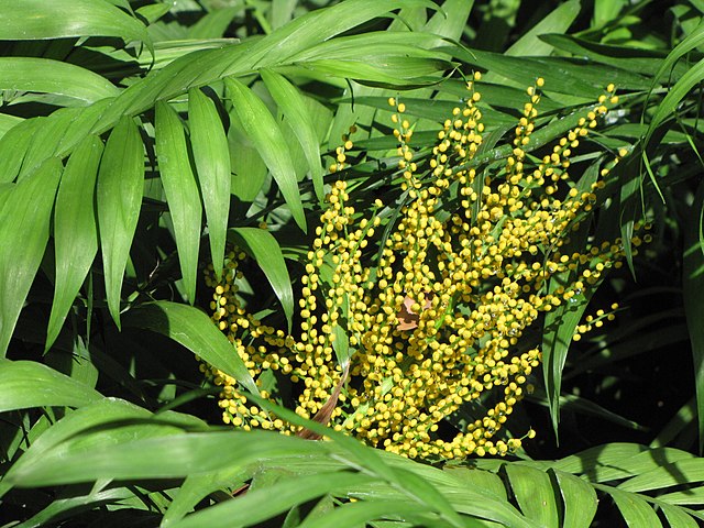 Gelbe, kleine Blüten an einer Bergpalme