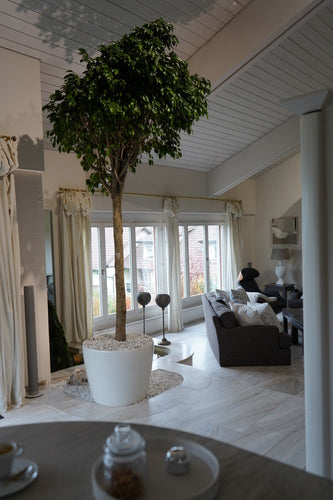 Birkenfeige als Baum in einem weiss gehaltenen Wohnzimmer mit hoher Decke