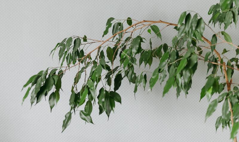 Zweige einer Birkenfeige mit vielen grünen Blättern