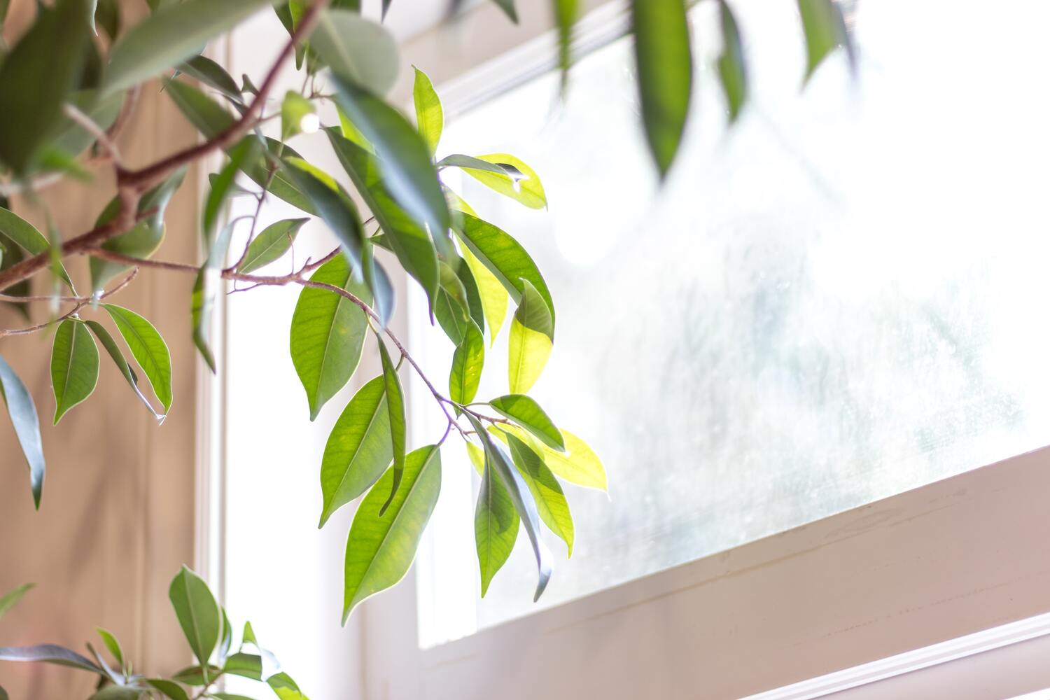 Birkenfeige an einem Fenster, von der Sonne beschienen