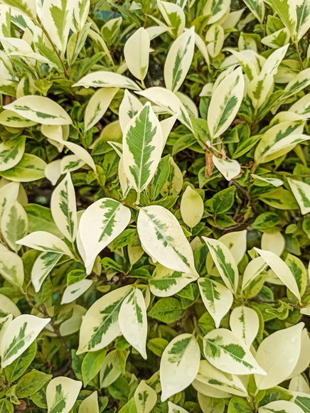 Birkenfeige variegata mit weiss-grünen Blättern