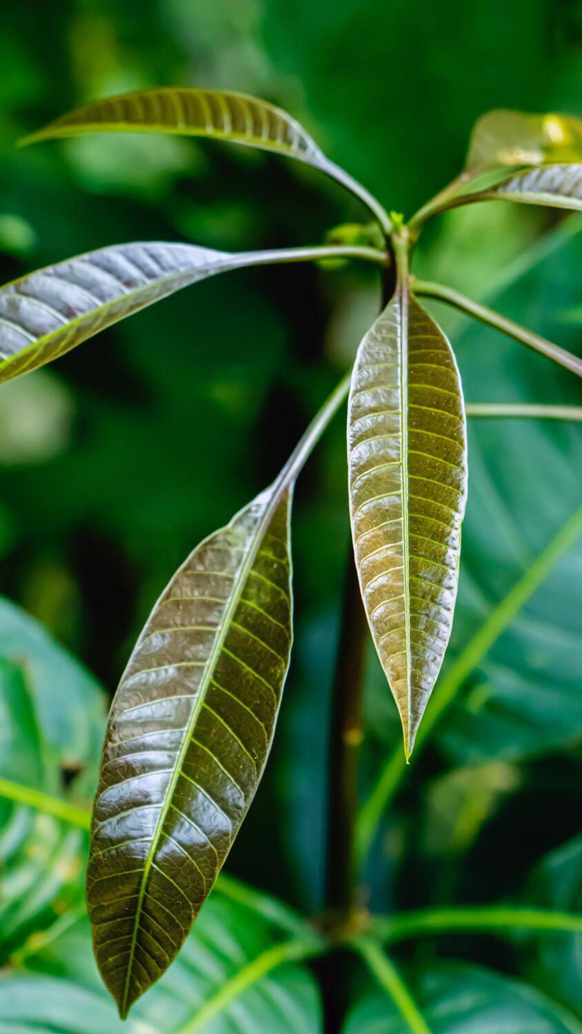 Fingerförmige, bräunlich-grüne Blätter einer Mangopflanze